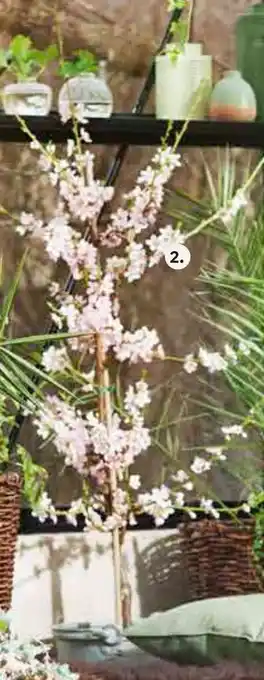 Plantagen Persikoträd erbjuda