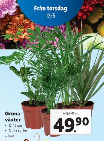 Lidl Gröna växter erbjuda