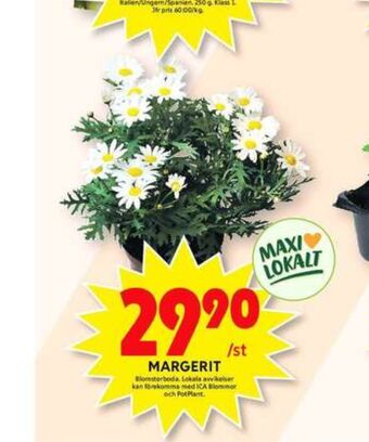 ICA Maxi Blomsterboda Plantor erbjuda