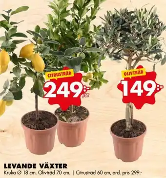 ÖoB Levande Växter Citrusträd 60 cm erbjuda