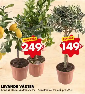 ÖoB Levande Växter Olivträd 70 cm erbjuda