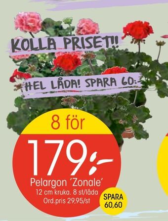 EKO Pelargon 'Zonale' erbjuda