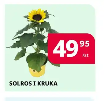 Solros i kruka