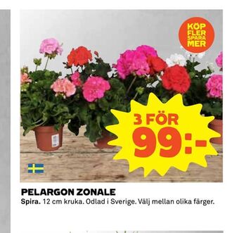 Coop Extra Pelargon zonale erbjuda