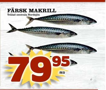 Matvärlden Tensta Färsk makrill erbjuda