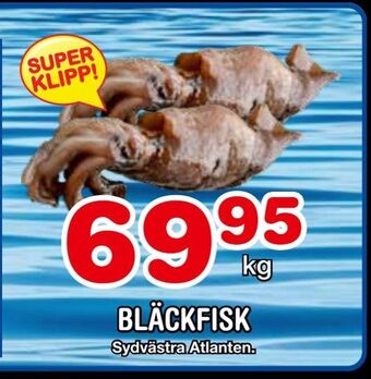 Bläckfisk