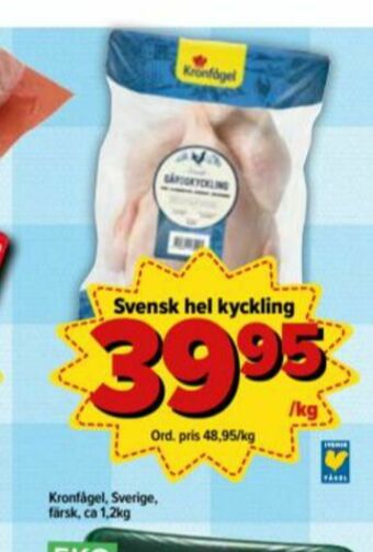 Kronfågel Kyckling