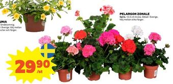 Coop Pelargon zonale erbjuda