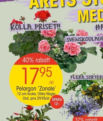 EKO Pelargon 'Zonale' erbjuda