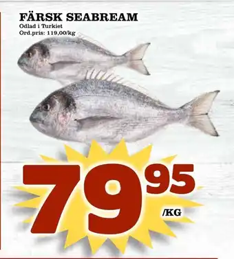 Supergrossen Färsk seabream erbjuda