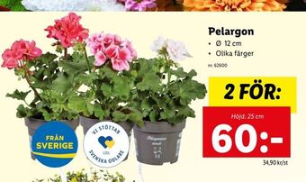 Lidl Pelargon erbjuda