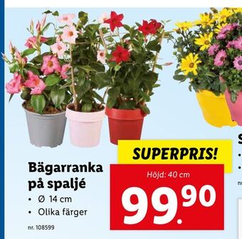 Lidl Bägarranka på spaljé erbjuda