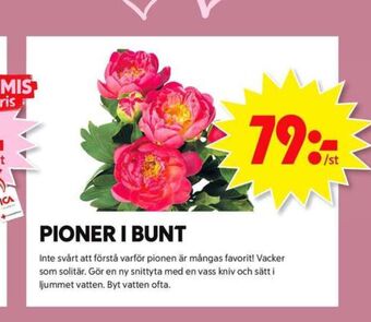 ICA Maxi Blomsterboda blommor erbjuda