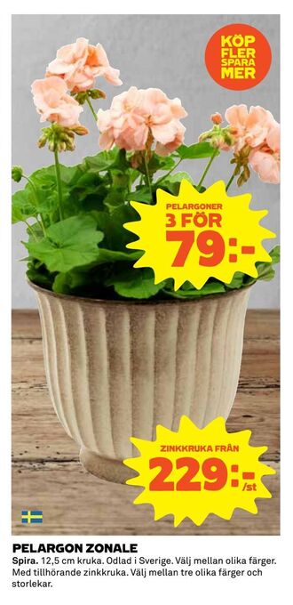 Coop Extra Pelargon zonale erbjuda