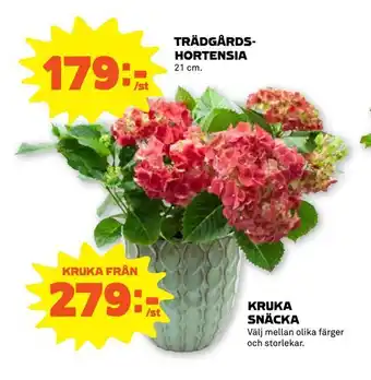 Kruka snäcka