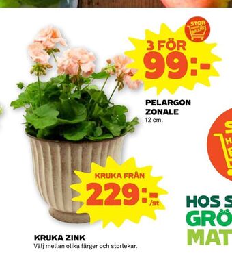 Stora Coop Pelargon zonale erbjuda