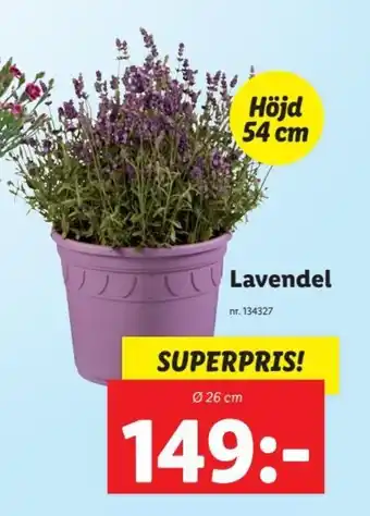 Lidl Lavendel erbjuda