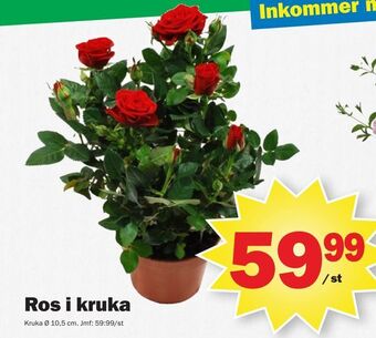Pekås Ros i kruka erbjuda