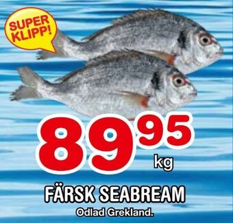 Nya Pulsen Färsk seabream erbjuda