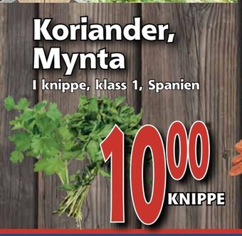 Supergrossen Koriander, Mynta erbjuda