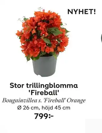 Plantagen Stor trillingblomma 'Fireball' erbjuda