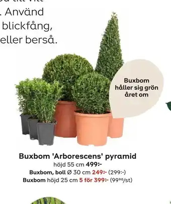 Plantagen Buxbom erbjuda
