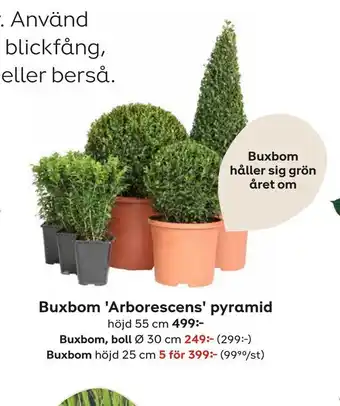 Buxbom 'Arborescens' pyramid