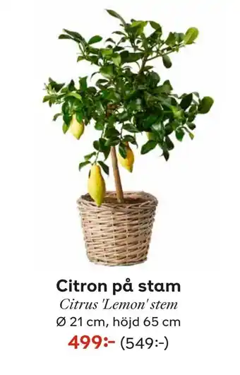 Citron på stam