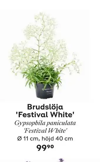 Brudslöja 'Festival White'