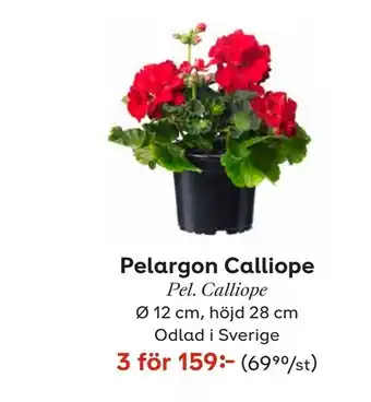 Pelargon Calliope
