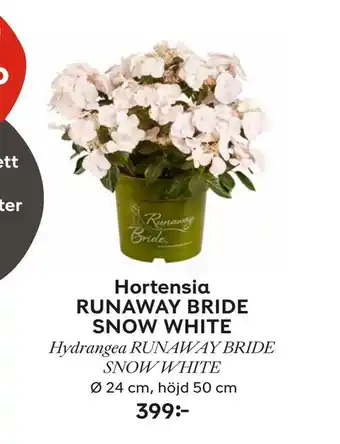 Plantagen Hortensia RUNAWAY BRIDE SNOW WHITE erbjuda