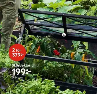 Plantagen Skördeklar chili erbjuda