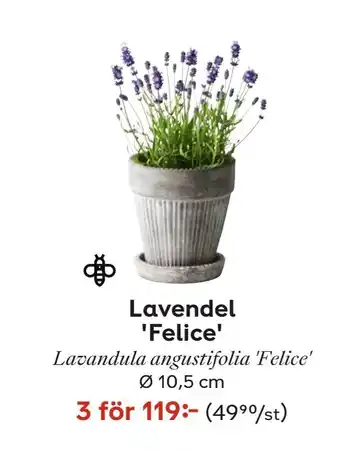 Plantagen Lavendel 'Felice' erbjuda