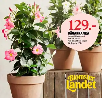 Blomsterlandet Bägarranka erbjuda