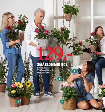 Småblommig Ros