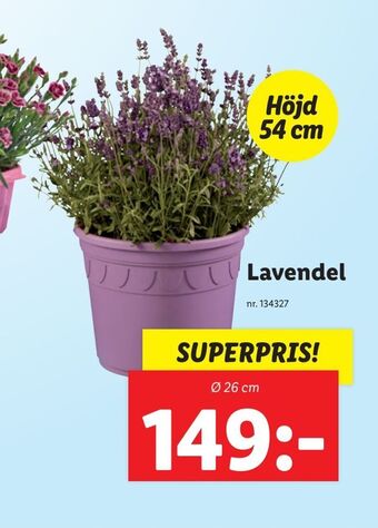 Lidl Lavendel erbjuda