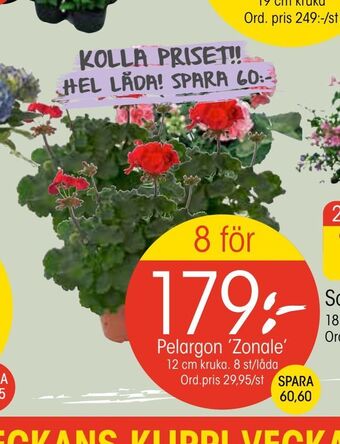 EKO Pelargon 'Zonale' erbjuda