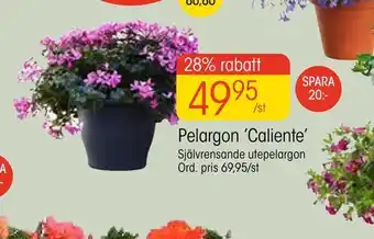 Pelargon 'Caliente'