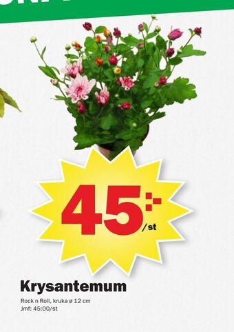 Krysantemum