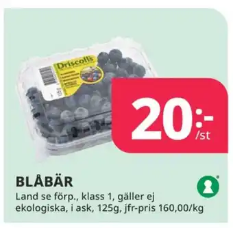 Tempo Driscolls blåbär erbjuda
