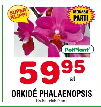 Nya Pulsen Orkidé phalaenopsis erbjuda