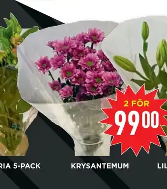 Willys Krysantemum erbjuda
