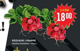 Rädisor i knippe