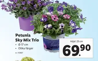 Lidl Petunia Sky Mix Trio erbjuda