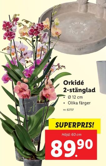 Lidl Orkidé. 2-stänglad erbjuda