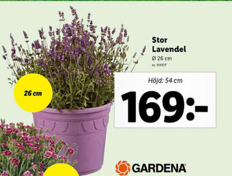 Lidl Stor Lavendel erbjuda