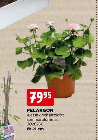 Jem&Fix Pelargon erbjuda