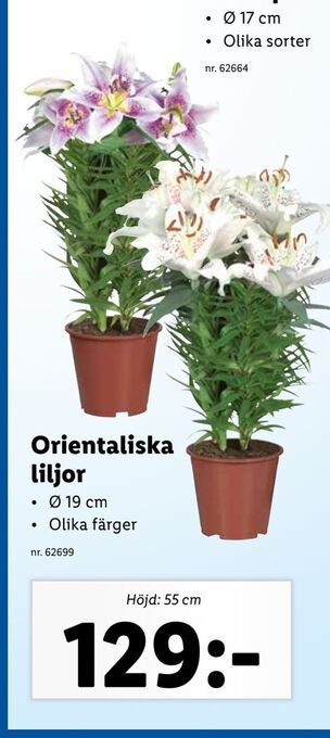 Lidl Orientaliska liljor erbjuda