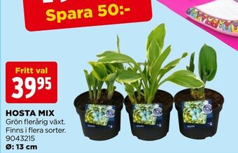 Jem&Fix Hosta mix erbjuda