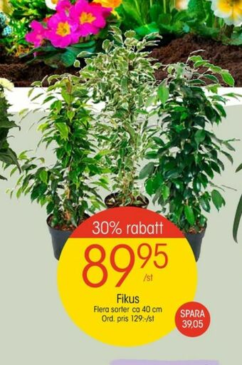 EKO Plantor erbjuda